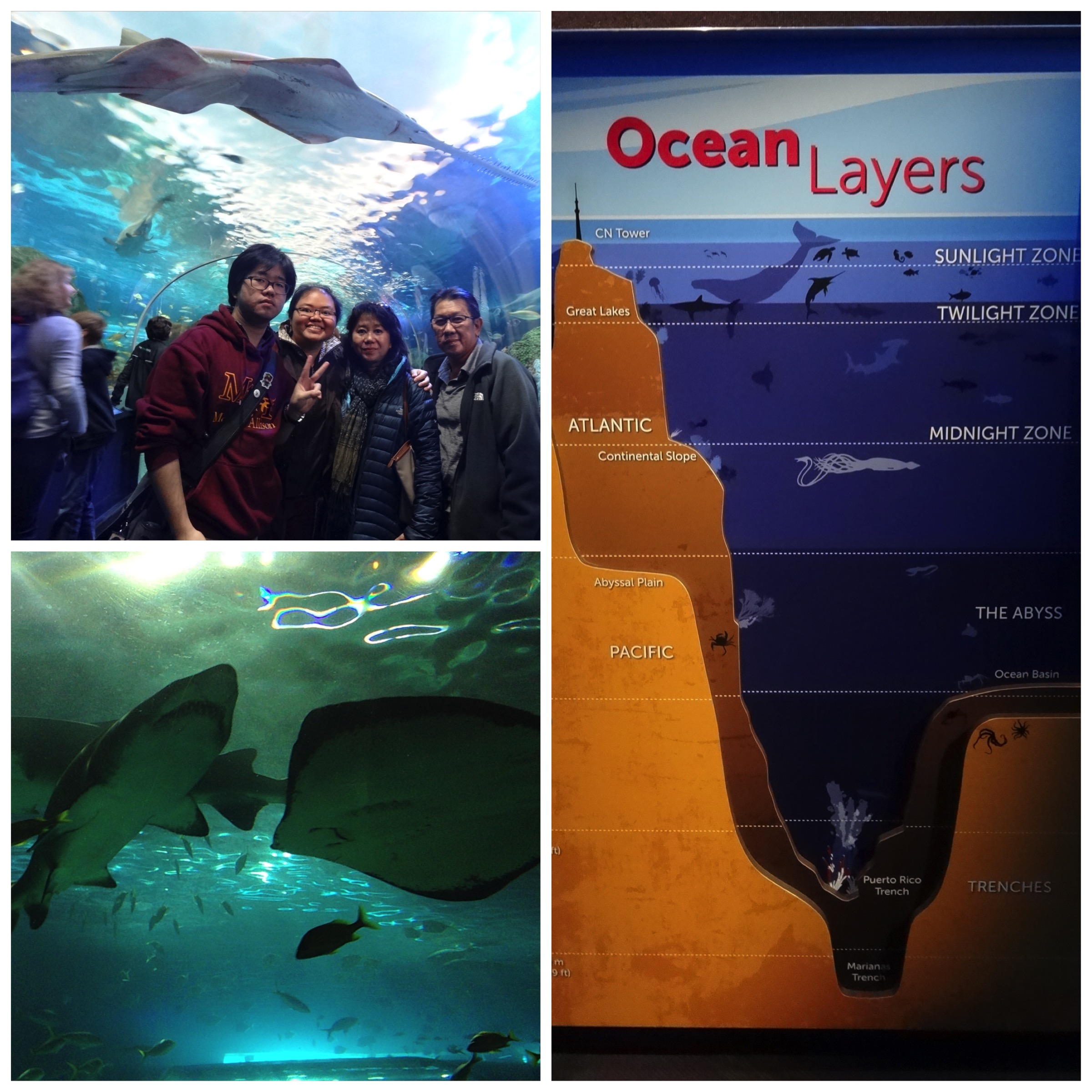 Ripley Aquarium